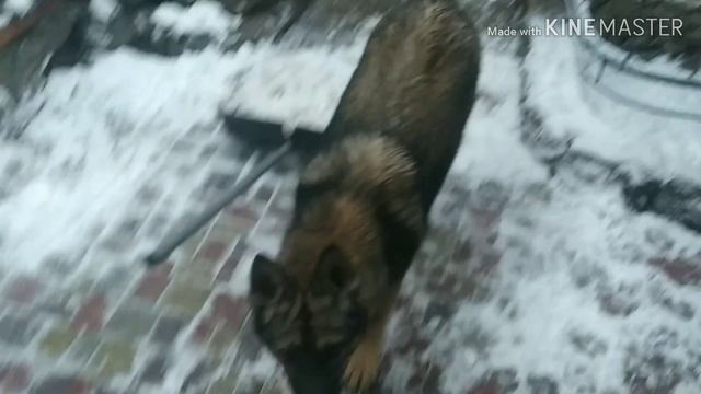 1серия Волкособ Эльза-Вервольф смотреть онлайн