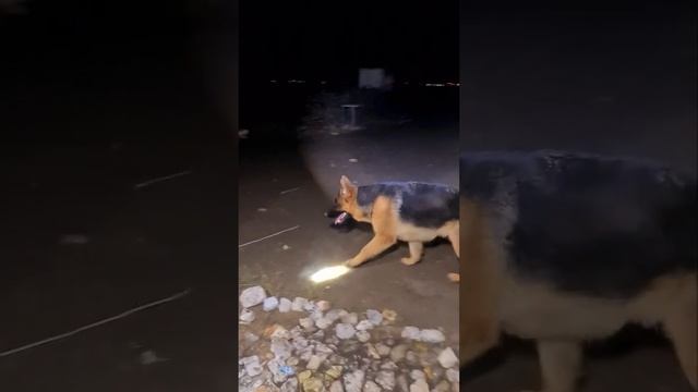 Буян, Джесси и Рекс. Немецкая овчарка. смотреть онлайн