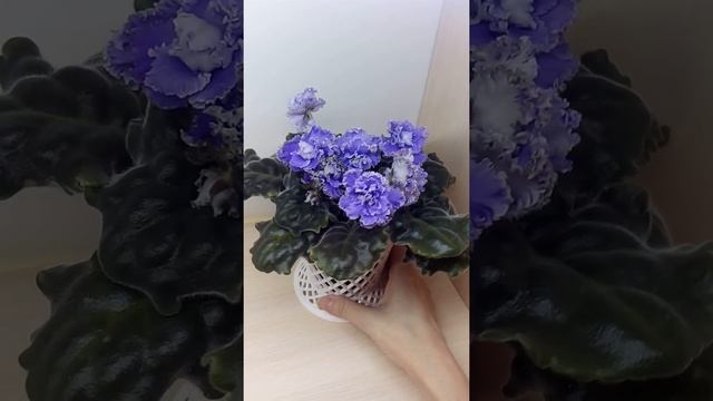 Фиалка РС-Венеция смотреть онлайн