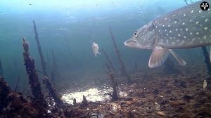 ЩУКА. Все что нужно знать о щуке. Среда обитания и как ловить щуку