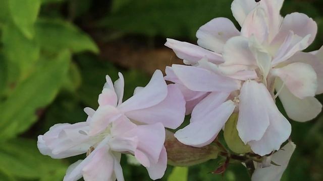 Saponaire officinale semi-double rose clair 'Saponaria officinalis Rosea Plena' Romance et fragranc смотреть онлайн