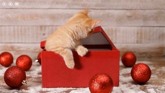 ? Jingle Paws: Festive Cat Music and Purring for the Holidays | Relaxing Sleep Music | Sleepy Cat смотреть онлайн