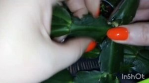 Размножение декабриста! Продолжение темы сгнившевшего Декабриста!