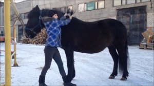 Как научиться запрыгивать на лошадь без седла