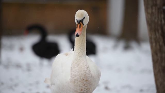 Кто из животных экопарка готов разделить прогулку с вами даже в стужу смотреть онлайн