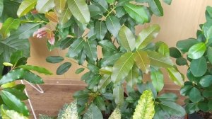 Топ 5 классных сортов фикусов