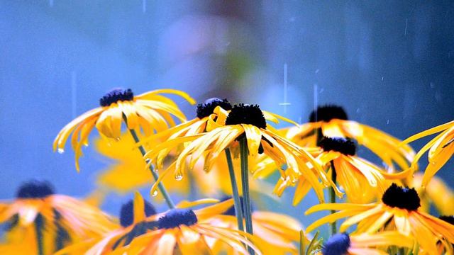 Июльское Сл Т Гарг, музыка Л Травниковой Поет Л Федотова смотреть онлайн