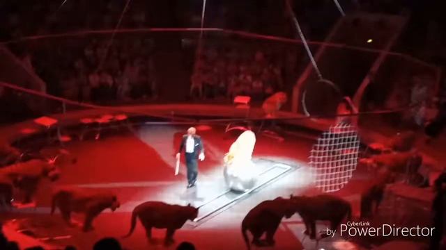 Цирк "Королевские Тигры Суматры" //Д.Р. удался! ВОРОНЕЖ смотреть онлайн