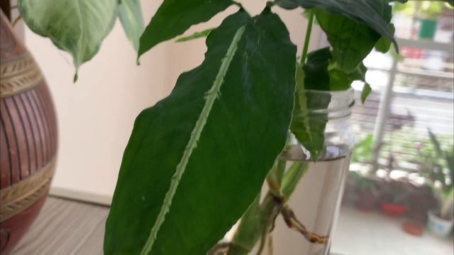 Syngonium plant / how to care /| syngonium plant care in water смотреть онлайн