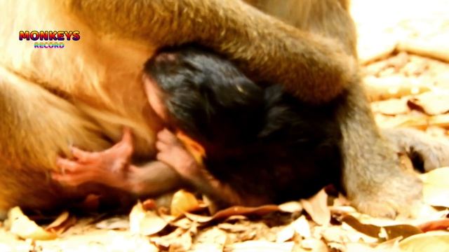 Very cuteness newborn Titan looking me so wonder, Tita just 2days old look too big смотреть онлайн