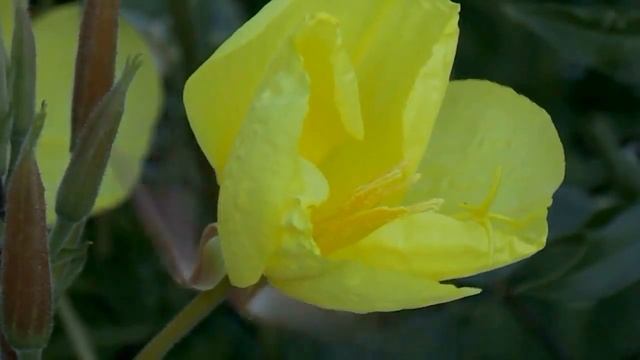 Энотера (Ночная свеча, Ослинник, Лунник) смотреть онлайн