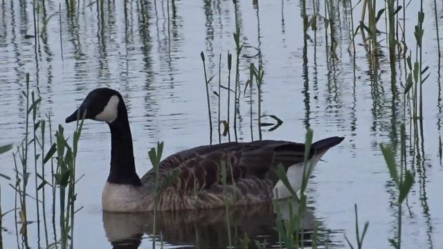 Kanadinė berniklė / Branta canadensis / Canada Goose / Канадская казарка смотреть онлайн