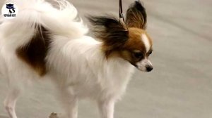 ✔ Папильон - декоративная собака-бабочка. Что вы знаете об этой породе?