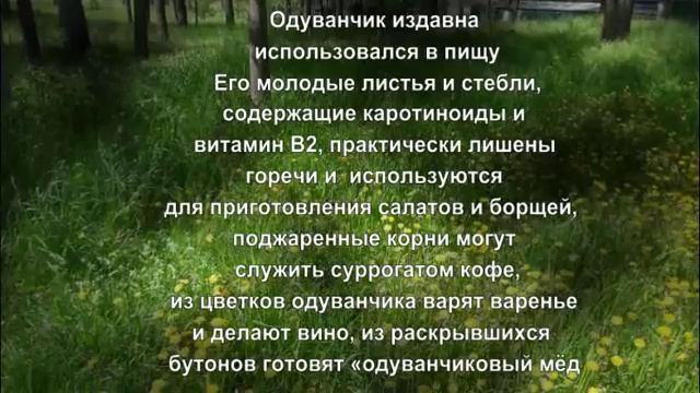 Секреты одуванчика. Рассказы о растениях смотреть онлайн