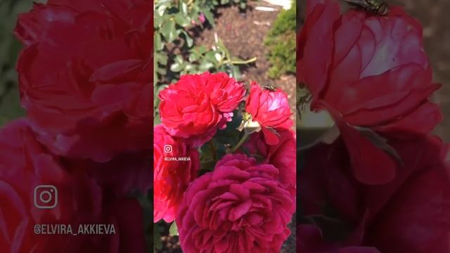 Роза Аскот , Ascot roses . #roses #питомникроз #flower #garden смотреть онлайн