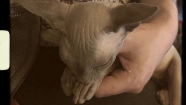 Маленький Сфинкс Засыпает на Руках \\ Little Sphinx Falls Asleep in Hands смотреть онлайн
