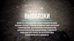 Червь выползок. Наживка на крупную рыбу.