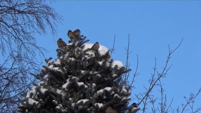 Зимняя сказка. В гостях у Ирины Пыжиковой. смотреть онлайн