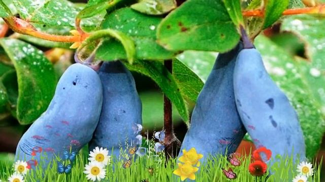 Жимолость съедобная Югана ? Обзор: посадка и уход. саженцы жимолости Югана: описание и особенности смотреть онлайн