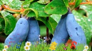 Жимолость съедобная Югана ? Обзор: посадка и уход. саженцы жимолости Югана: описание и особенности