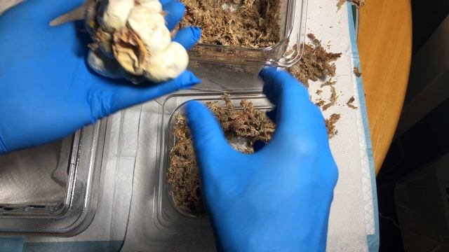 Green Tree Python Maternal Incubation - Transferring Eggs To Hatch Box - Biak Green Tree Pythons смотреть онлайн