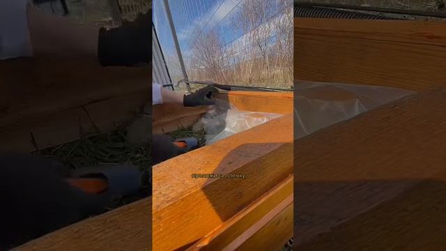 Высокие грядки на даче. Весь процесс #дача #стройкадома #грядки #house #building #diy смотреть онлайн