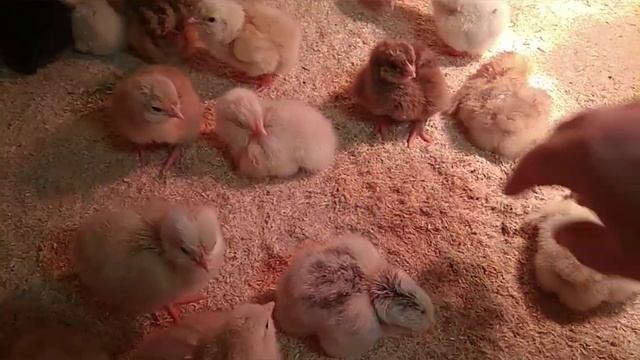 Здоровые цыплята, часть 3. Подстилка. Площадь посадки. Пособие для новичков. смотреть онлайн