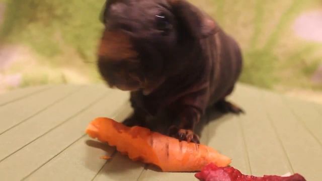 Морская свинка Скинни (питомник "Gryffindor") смотреть онлайн