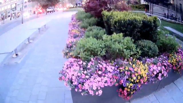 COLOURFUL CALIBRACHOA MILLION BELLS смотреть онлайн