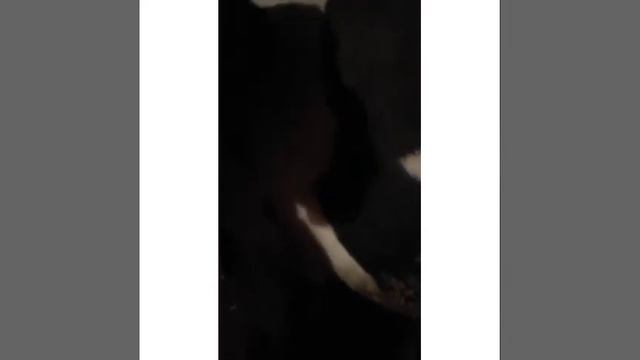 Новый бычок на откорм смотреть онлайн