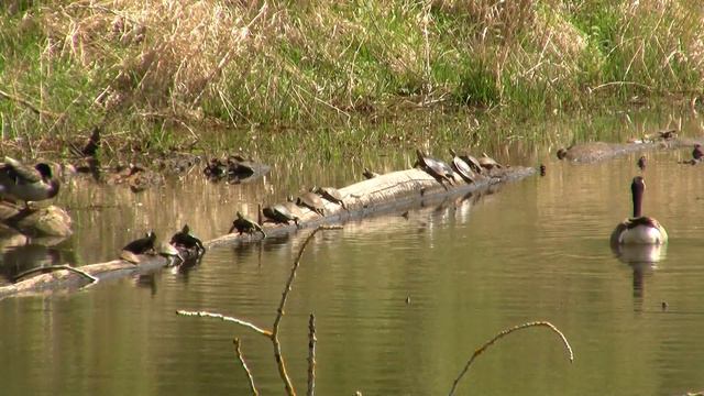 Bird & Turtles. Птица и черепахи (424sp) смотреть онлайн