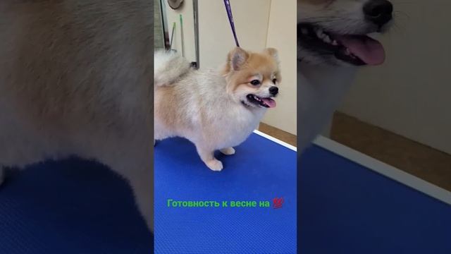 Работа выполнена строго по желанию хозяев, с прилагающейся лекцией о ВРЕДЕ КОРОТКОЙ стрижки шпицев! смотреть онлайн