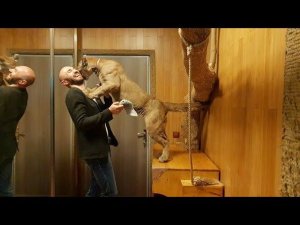 Пума Месси "Преступление и наказание". Cougar Messi "Crime and punishment"