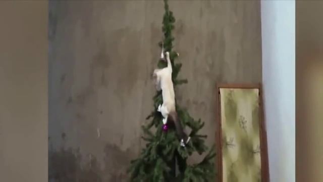 Кошки против елок