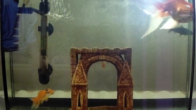 Золотые рыбки. Комета ( черная ), Телескоп. и.т.д. смотреть онлайн