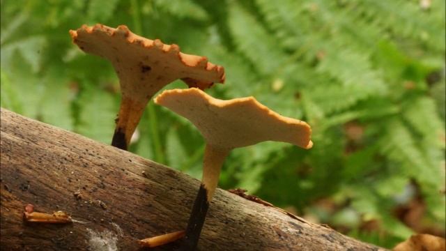 Cerioporus varius смотреть онлайн