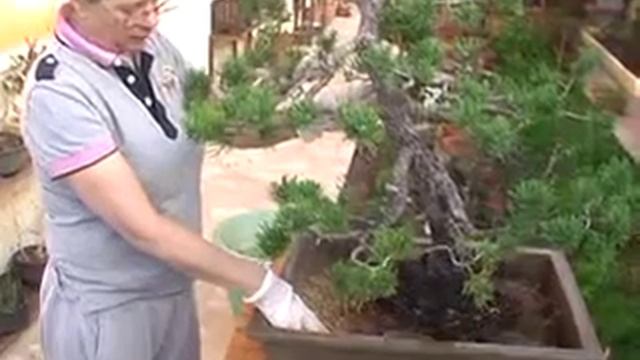 transplante pinus uncinata disc смотреть онлайн