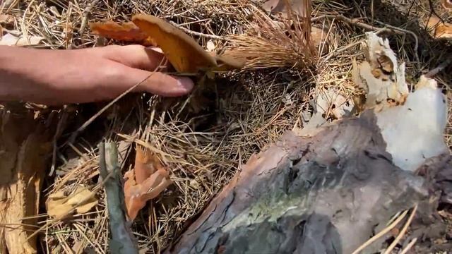 НЕ ВЕРЮ СВОИМ ГЛАЗАМ! ПОЛНЫЕ КОРЗИНЫ БЕЛЫХ ГРИБОВ!!! Грибы летом! Первый сбор грибов 2022! смотреть онлайн