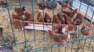 Кормушка для кур своими руками. Лайфхак куры.