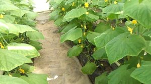 Огурец Ленара  на 13 апреля