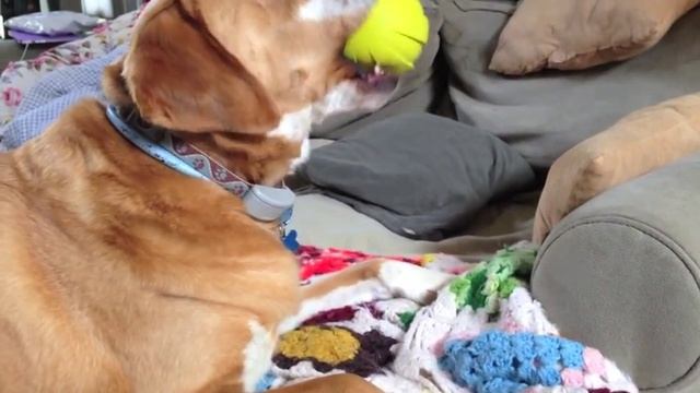 Nerf Dog Squeak Rubbber Ball review смотреть онлайн