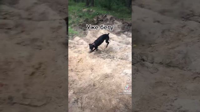 Дрессировка добермана смотреть онлайн