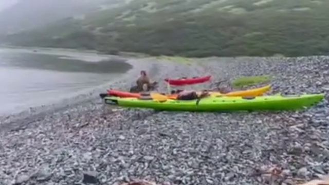 Медвежье семейство на Камчатке заглянуло в гости к туристам смотреть онлайн