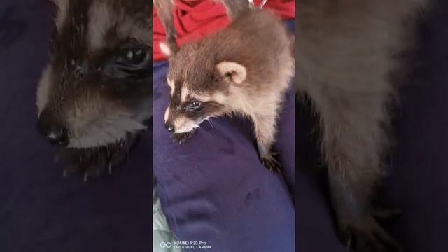 кормление малышей Енотов в первые месяцы рождения смотреть онлайн