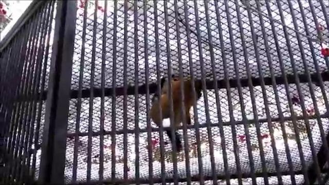 Харза уссурийская 02.01.18г. смотреть онлайн