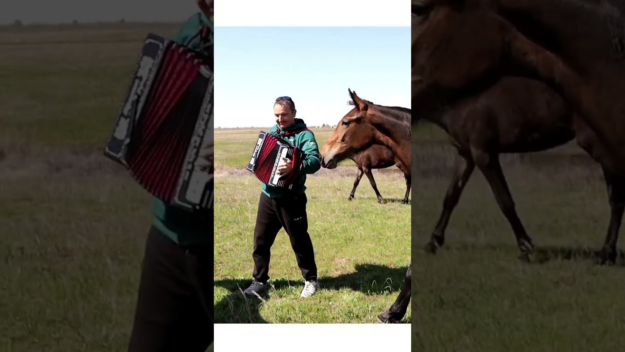 В поле с конём. Гармонь. смотреть онлайн