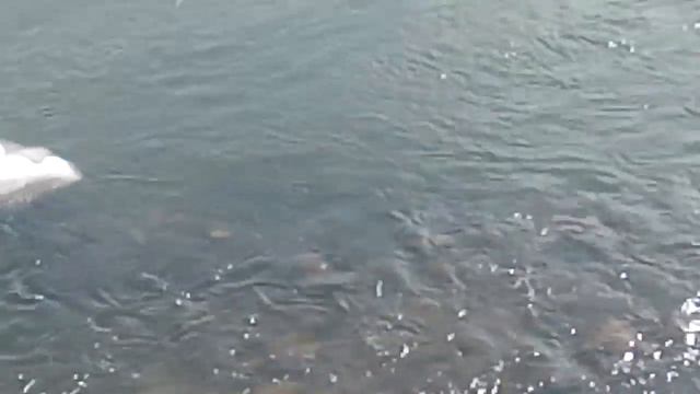 Лёд прошёл в заметках очень много детного папы смотреть онлайн