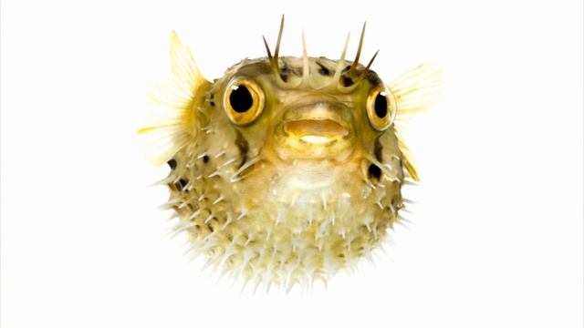 Animal Jam - Ask Tierney: How do pufferfish puff up? смотреть онлайн