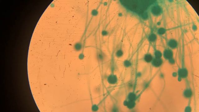 Аспергилл / Aspergillus
