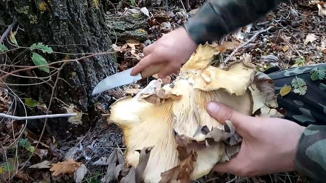 Поиск степных грибов в лесопосадке смотреть онлайн